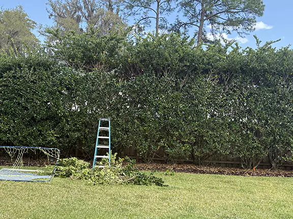 Bushes Trimmed - Before