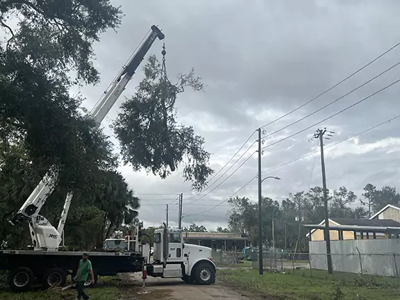 Crane Work Dead Tree Removal Perry Florida