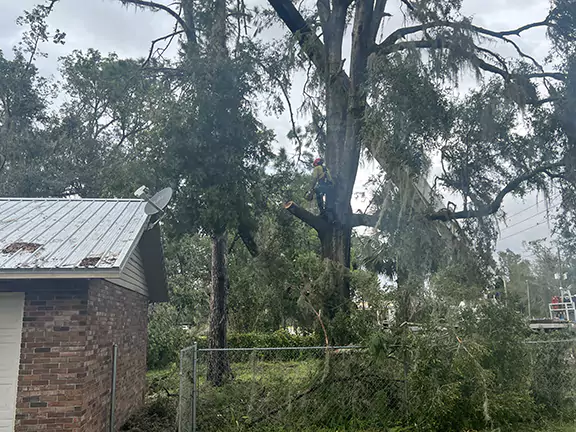 Crane Work Dead Tree Trimming Perry Florida