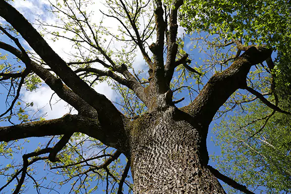 Laurel Oak in Florida