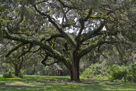Live Oak - Quercus virginiana
