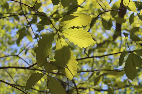 Swamp Chestnut Oak