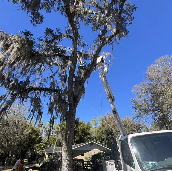 Tree Trimming in Ocala Florida