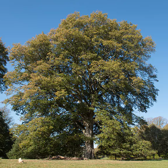 Turkey Oak