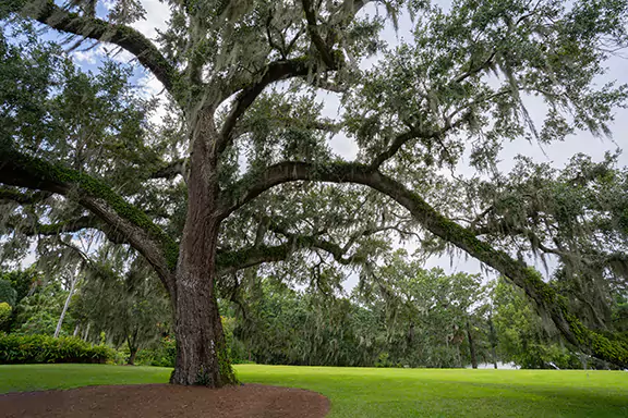 Types of Oak Trees in Florida