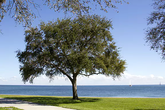 Water Oak