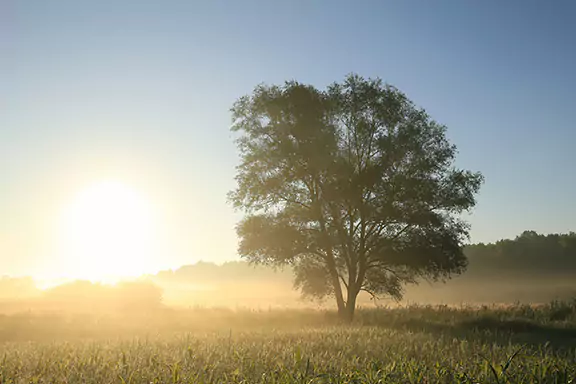 Willow Oak